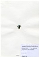 藏品(寬珊藻)的圖片